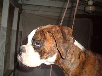 Dogs - Boxer