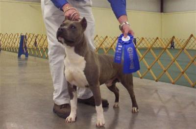 Stud Dogs - American Pit Bull