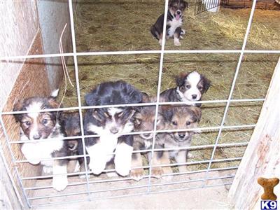Wolf Dog Puppies for Sale