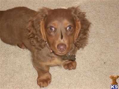 Stud Dogs in OK