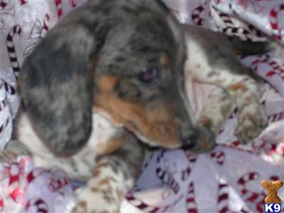 Dachshund Puppies for Sale