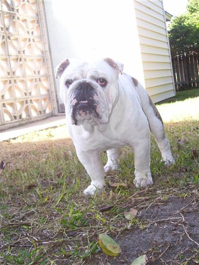 Stud Dogs - English Bulldog
