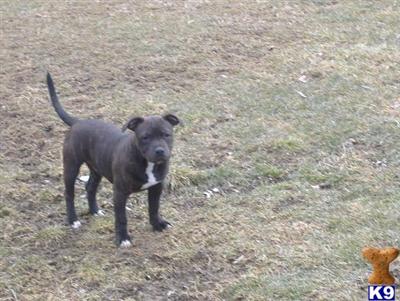 Staffordshire Bull Terrier Puppies for Sale