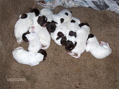 German Shorthaired Pointer Puppies for Sale