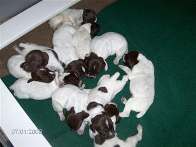 German Shorthaired Pointer Puppies for Sale