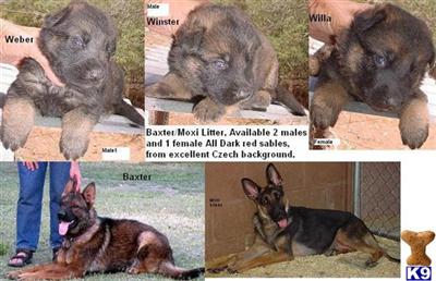 Puppies in AZ