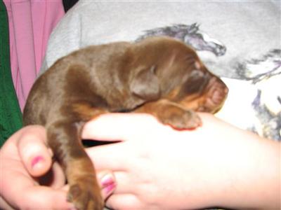 Dogs - Doberman Pinscher