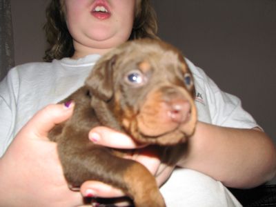 Puppies in BUTLER