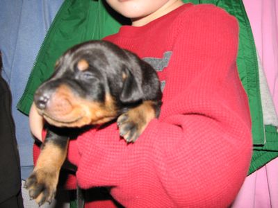 Puppies in BUTLER