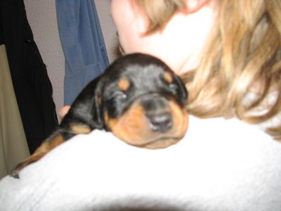 Puppies in BUTLER