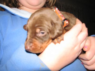 Puppies in BUTLER