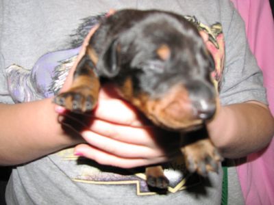 Puppies in BUTLER