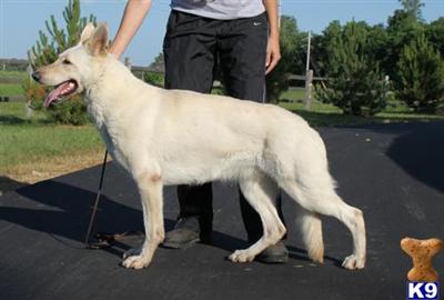 Dogs for Sale in MN