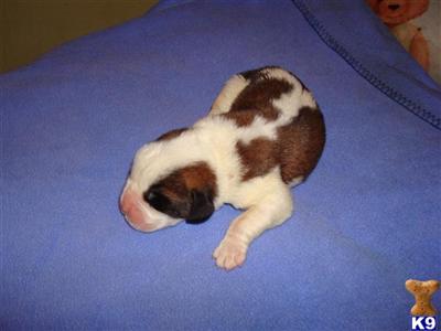 Saint Bernard Puppies for Sale