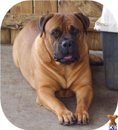 Dogs - Bullmastiff