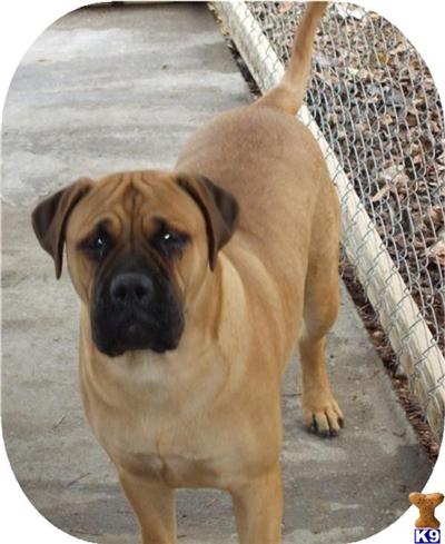 Dogs - Bullmastiff