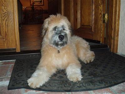 Female Dogs
