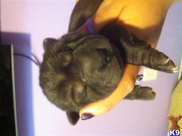 Mini Shar Pei Puppies For Sale In California