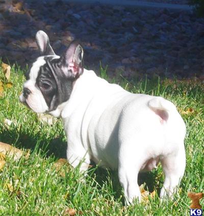 French Bulldog Puppies for Sale