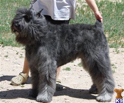 Stud Dogs in CO
