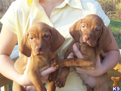 Vizsla Puppies for Sale