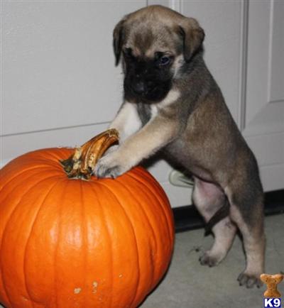 Mastiff Puppies for Sale