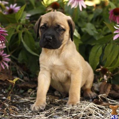Mastiff Puppies for Sale