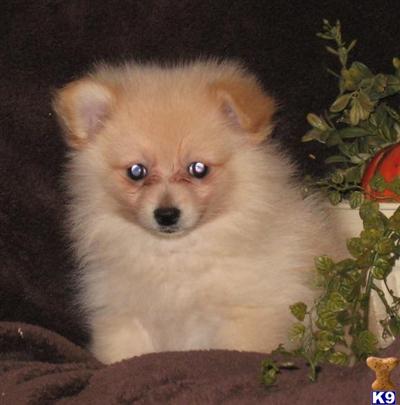 Pomeranian Puppies for Sale