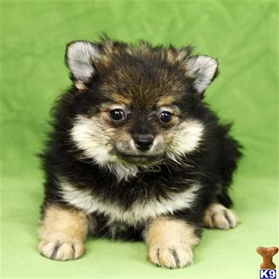 Pomeranian Puppies for Sale