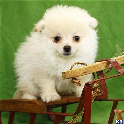 Pomeranian Puppies for Sale