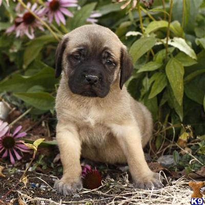 Mastiff Puppies for Sale