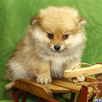Pomeranian Puppies for Sale