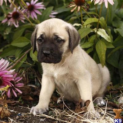 Mastiff Puppies for Sale