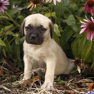 Mastiff Puppies for Sale
