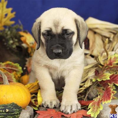 Mastiff Puppies for Sale
