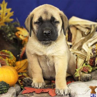 Mastiff Puppies for Sale