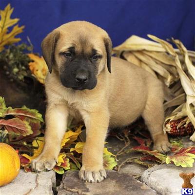 Mastiff Puppies for Sale