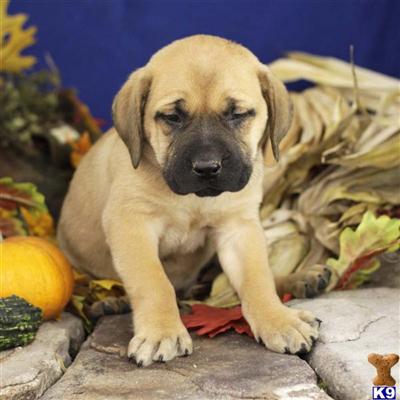 Mastiff Puppies for Sale