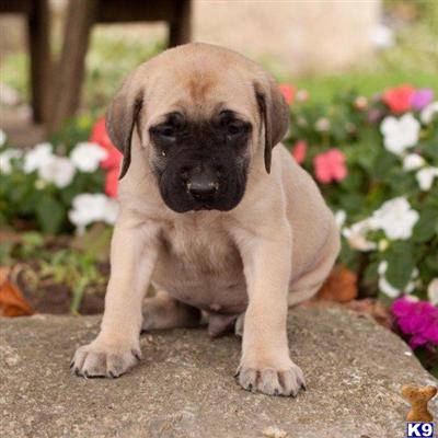 Mastiff Puppies for Sale