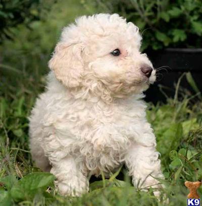 Poodle Puppies for Sale