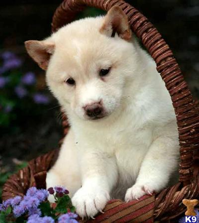 Shiba Inu Puppies for Sale