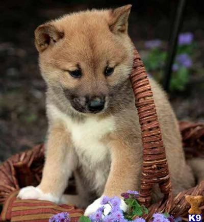 Shiba Inu Puppies for Sale