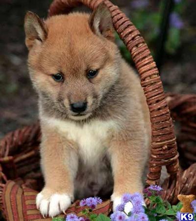 Shiba Inu Puppies for Sale