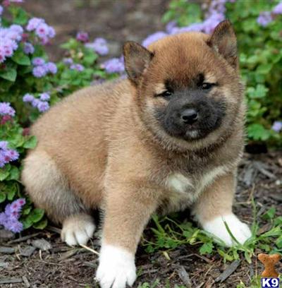 Shiba Inu Puppies for Sale