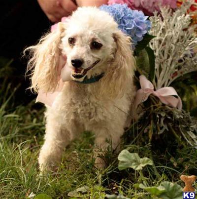 Poodle Puppies for Sale