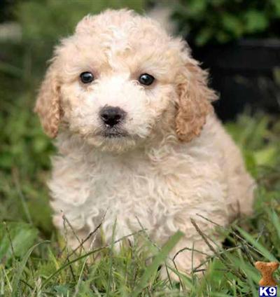 Poodle Puppies for Sale