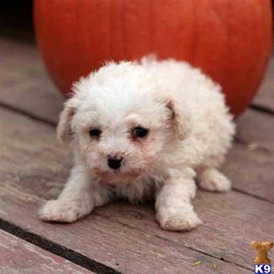Poodle Puppies for Sale