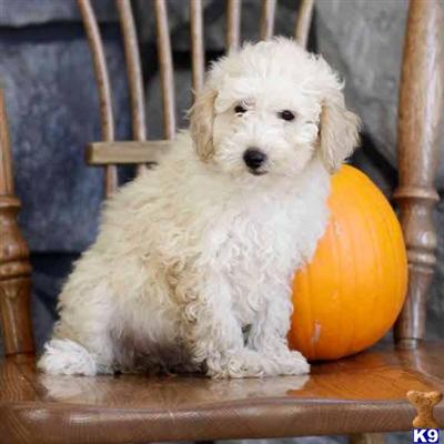 Poodle Puppies for Sale