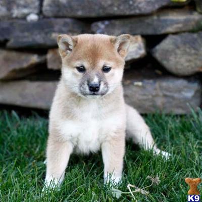 Shiba Inu Puppies for Sale