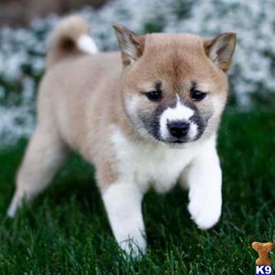 Shiba Inu Puppies for Sale